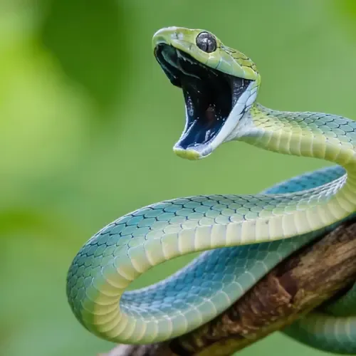Boiga cyanea caresheet - groene kattslang verzorging gids