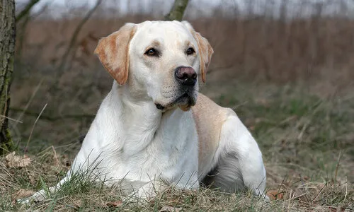 Labrador Retriever verzorging, voeding & tips