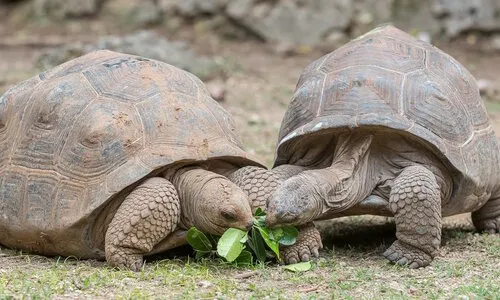 Afrikaanse sporenschildpad (Centrochelys sulcata)