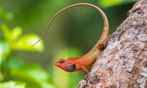 Bloedzuigeragaam verzorging | Calotes versicolor terrarium