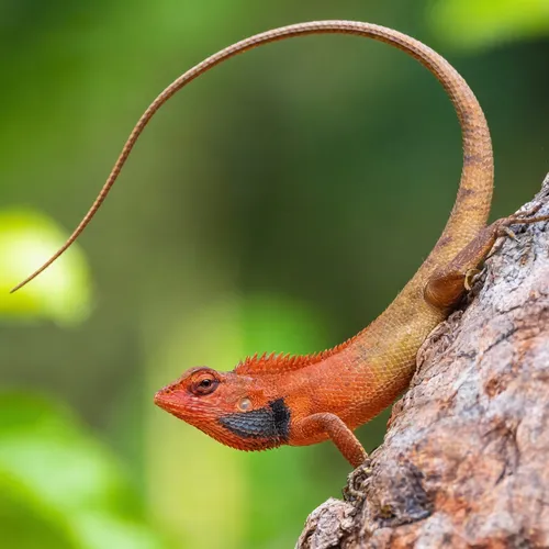 Bloedzuigeragaam verzorging | Calotes versicolor terrarium