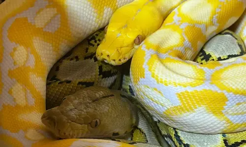 Netpython caresheet - Malayopython reticulatus