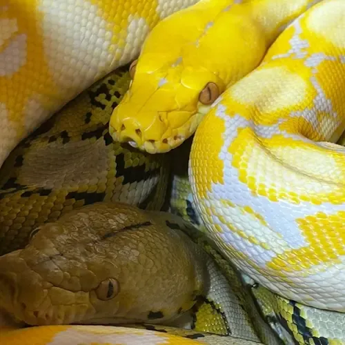 Netpython caresheet - Malayopython reticulatus