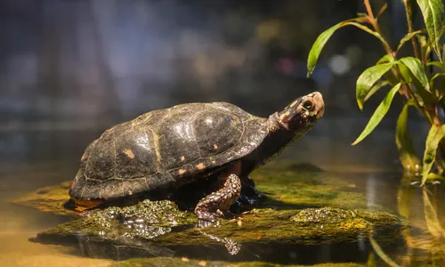 De druppelschildpad (Clemmys guttata) Compleet Caresheet