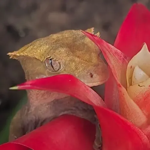 Wimpergekko verzorgen - compleet caresheet