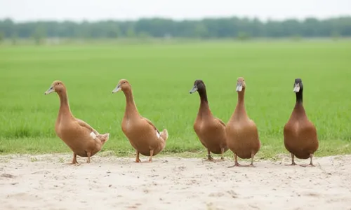 Campbell-eend verzorging – complete gids & tips