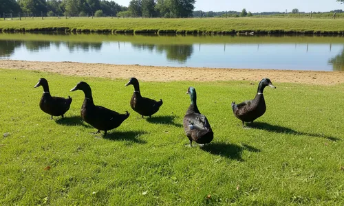 Cayuga eenden caresheet