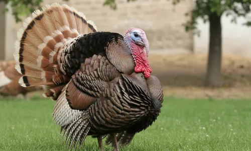 Kalkoen houden: verzorging, voeding & huisvesting tips
