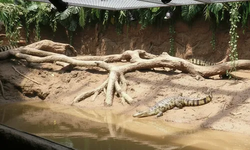 Brilkaaiman (Caiman crocodilus) verzorgen & houden thuis