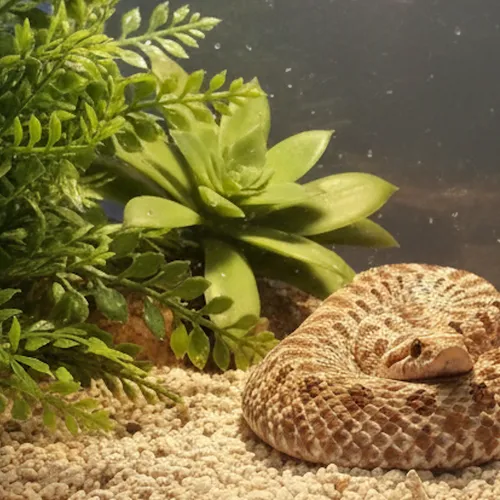 Western hognose slang (Heterodon nasicus) verzorging tips