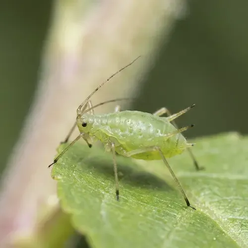 Ongedierte op planten