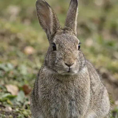 Konijnen en eekhoorns