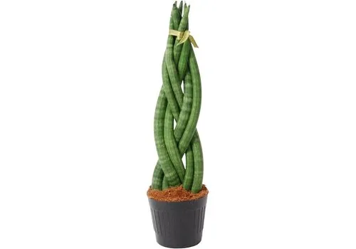 Junai.nl Gevlochten Sansevieria cylindrica Twist | 10 cm pot | 25 tot 30 cm hoog
