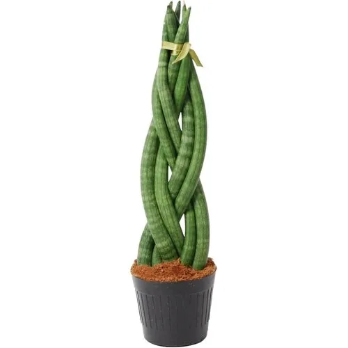 Junai.nl Gevlochten Sansevieria cylindrica Twist | 10 cm pot | 25 tot 30 cm hoog