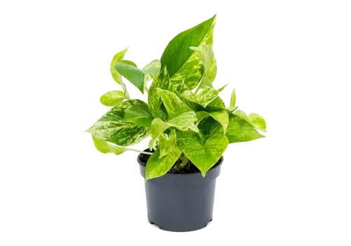 Junai.nl Epipremnum ‘Marble Queen’ | 12 cm pot | 25 cm hoog