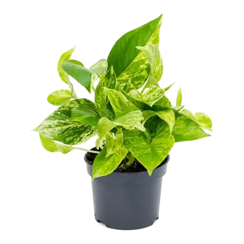 Junai.nl Epipremnum ‘Marble Queen’ | 12 cm pot | 25 cm hoog