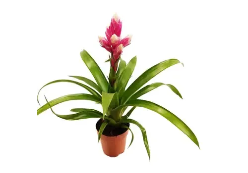 Junai.nl Guzmania 'Candy' bromelia | 12 cm pot | 35 cm hoog