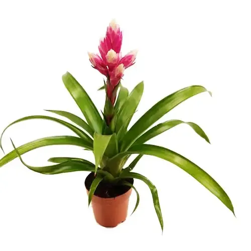 Junai.nl Guzmania 'Candy' bromelia | 12 cm pot | 35 cm hoog