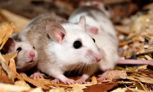 Veeltepelmuis verzorging, gedrag & wetgeving