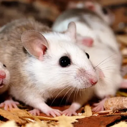 Veeltepelmuis verzorging, gedrag & wetgeving