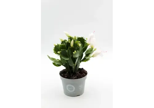 Junai.nl Schlumbergera gemengd | per stuk | 7 cm pot | 15 cm hoog