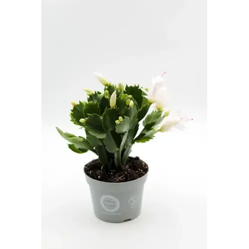 Junai.nl Schlumbergera gemengd | per stuk | 7 cm pot | 15 cm hoog