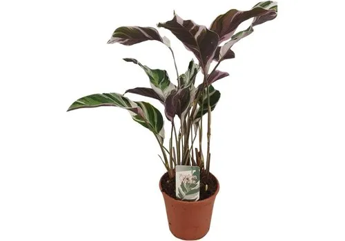 Junai.nl Calathea White Fusion | 7 cm pot | 21 cm hoog