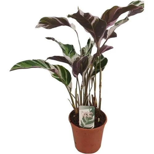 Junai.nl Calathea White Fusion | 7 cm pot | 21 cm hoog