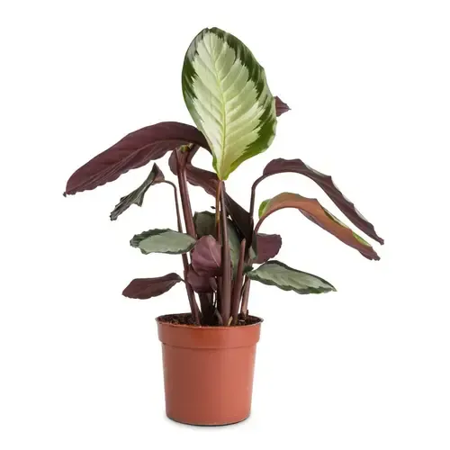 Junai.nl Calathea picturata Argentea | 14 cm pot | 45 cm hoog