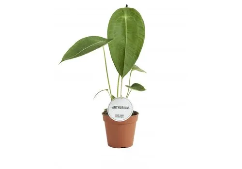 Junai.nl Anthurium peltigerum | 12 cm pot | 50 cm hoog