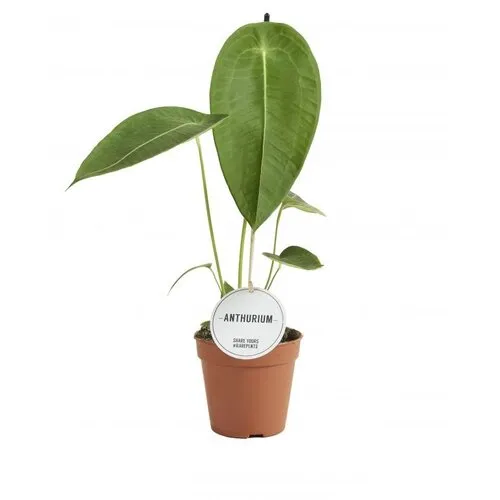 JUNAVERA Anthurium peltigerum | 12 cm pot | 50 cm hoog