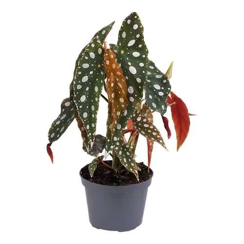 Junai.nl Begonia PS Silver Spot | 12 cm pot | 25 cm hoog