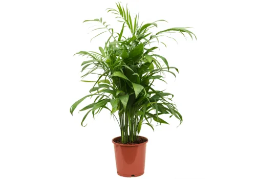 Junavera Chamaedorea elegans | 9 cm pot | 28 cm hoog