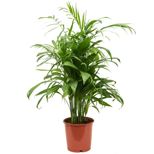 Junai.nl Chamaedorea elegans | 9 cm pot | 28 cm hoog