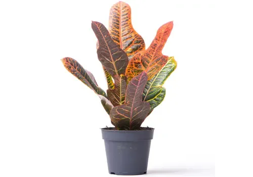 Junai.nl Codiaeum Excellent | 13 cm pot | 40 cm hoog