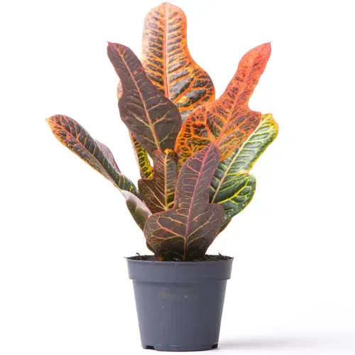 JUNAVERA Codiaeum Excellent | 13 cm pot | 40 cm hoog