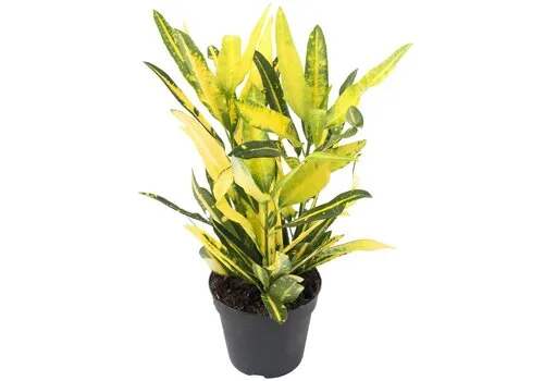 JUNAVERA Codiaeum Sunny Star | 12 cm pot | 35 cm hoog