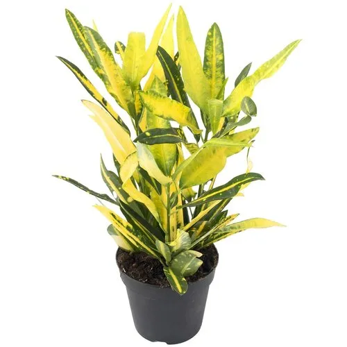 Junavera Codiaeum Sunny Star | 12 cm pot | 35 cm hoog