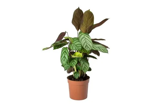 JUNAVERA Ctenanthe Compactstar | 7 cm pot | 22 cm hoog