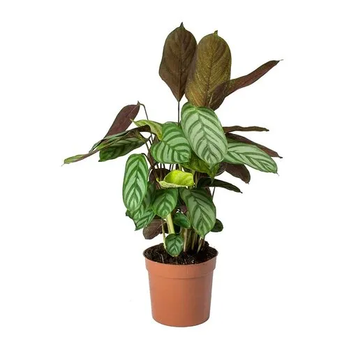 Junai.nl Ctenanthe Compactstar | 7 cm pot | 22 cm hoog