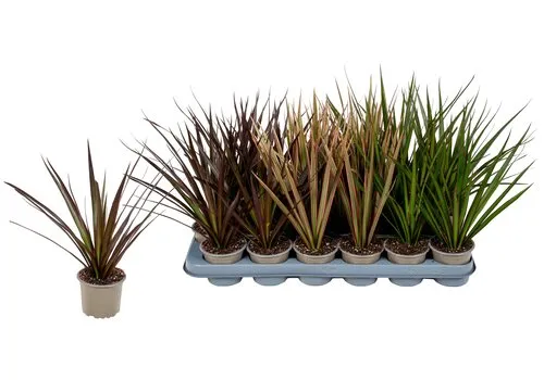 JUNAVERA Dracaena marginata mix | per stuk | 1 kop | diverse kleuren | 6 cm pot | 15 cm hoog