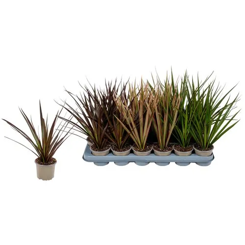 JUNAVERA Dracaena marginata mix | per stuk | 1 kop | diverse kleuren | 6 cm pot | 15 cm hoog
