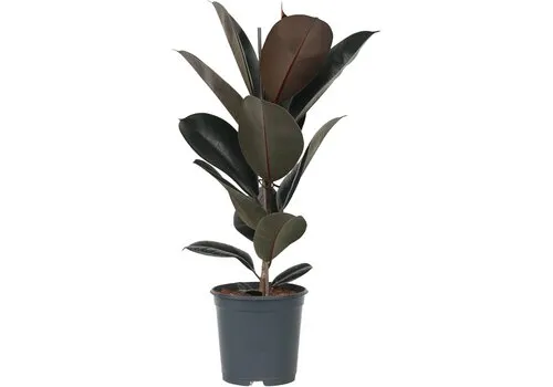Junai.nl Ficus elastica Abidjan | 12 cm pot | 38 cm hoog