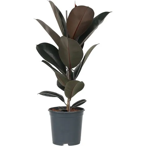 Junai.nl Ficus elastica Abidjan | 12 cm pot | 38 cm hoog