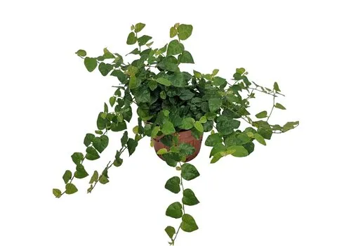 Junai.nl Ficus pumila 'Green Sunny' | 9 cm pot | 15 cm hoog