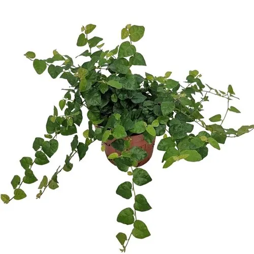 Junai.nl Ficus pumila 'Green Sunny' | 9 cm pot | 15 cm hoog