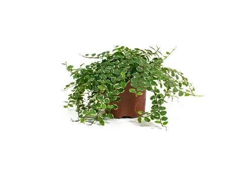 Junai.nl Ficus pumila 'White Sunny' | 9 cm pot | ca. 15 cm hoog