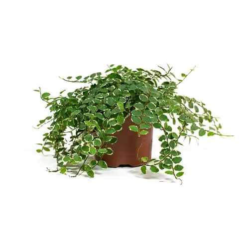 Junavera Ficus pumila 'White Sunny' | 9 cm pot | ca. 15 cm hoog