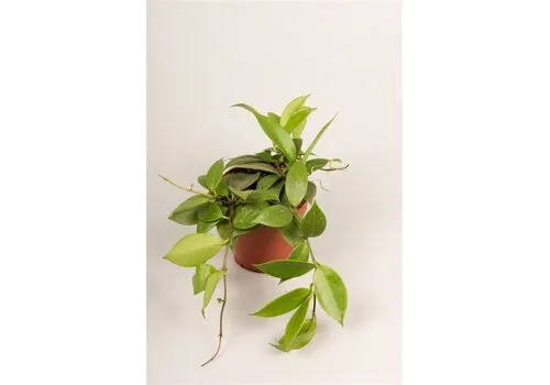 Junavera Hoya 'Sunrise' | 12 cm pot | 15 cm hoog