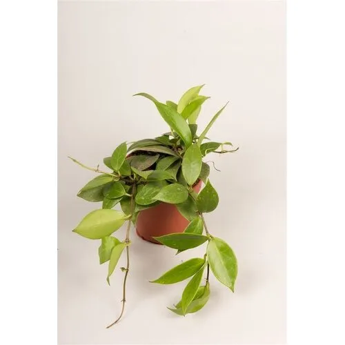 Junavera Hoya 'Sunrise' | 12 cm pot | 15 cm hoog